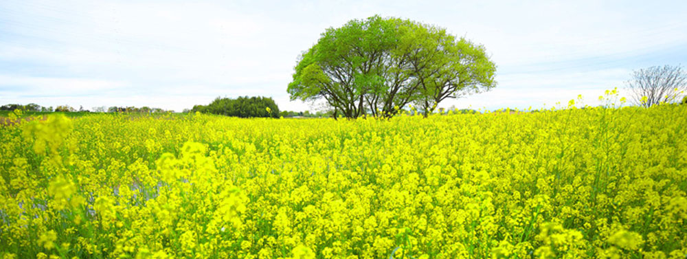 一面の菜の花畑の中で撮るロケーションフォト