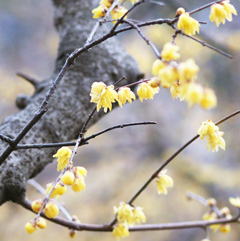 ろうばいの花